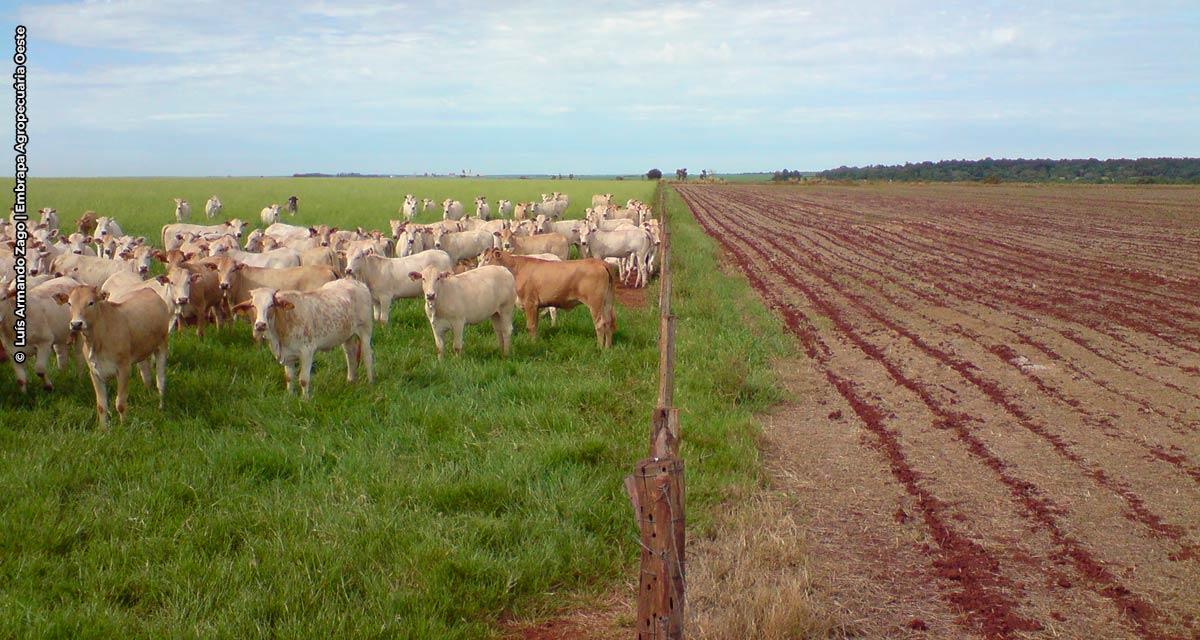 ILP é importante para diversificação da produção, diz pesquisador