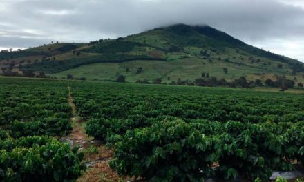 Experimentos da illycaffè com agricultura regenerativa na Guatemala e na Etiópia visam plantar café neutro em carbono até 2023