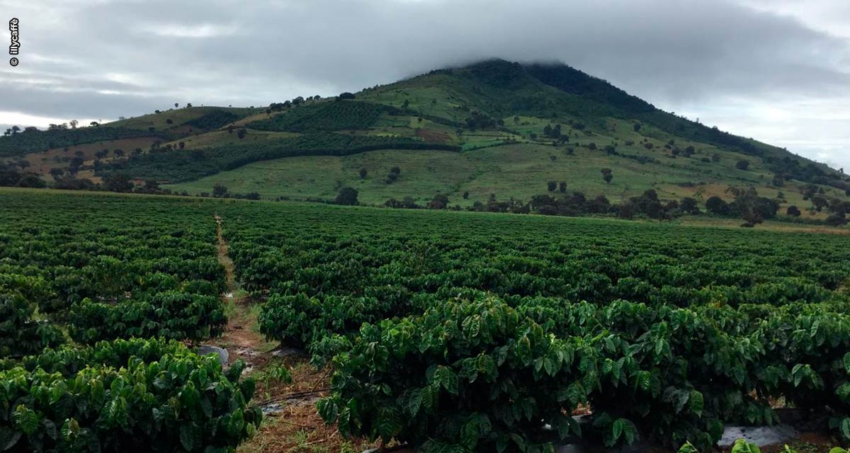 Experimentos da illycaffè com agricultura regenerativa na Guatemala e na Etiópia visam plantar café neutro em carbono até 2023