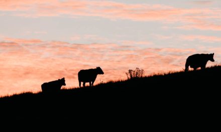 Pastagem ocupa 75% da área desmatada ilegalmente em terras públicas na Amazônia