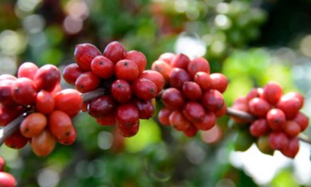 Bioinsumo protege cultivo de café contra perdas pela estiagem