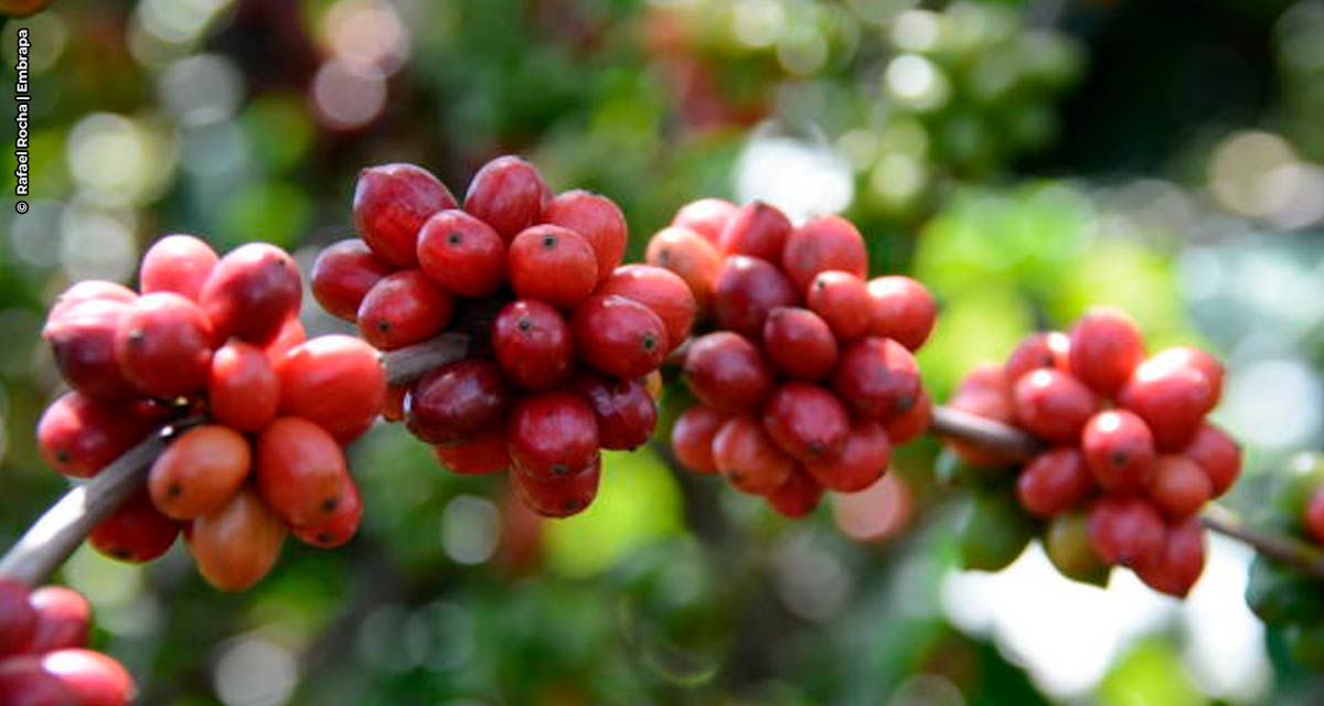 Bioinsumo protege cultivo de café contra perdas pela estiagem