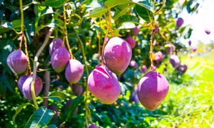 Uso de bioinsumos impede perdas na produção de frutas devido à crise hídrica