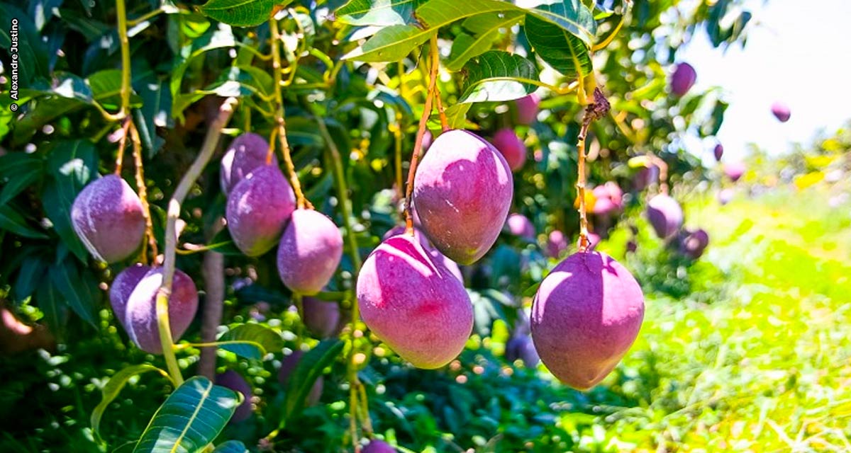 Uso de bioinsumos impede perdas na produção de frutas devido à crise hídrica