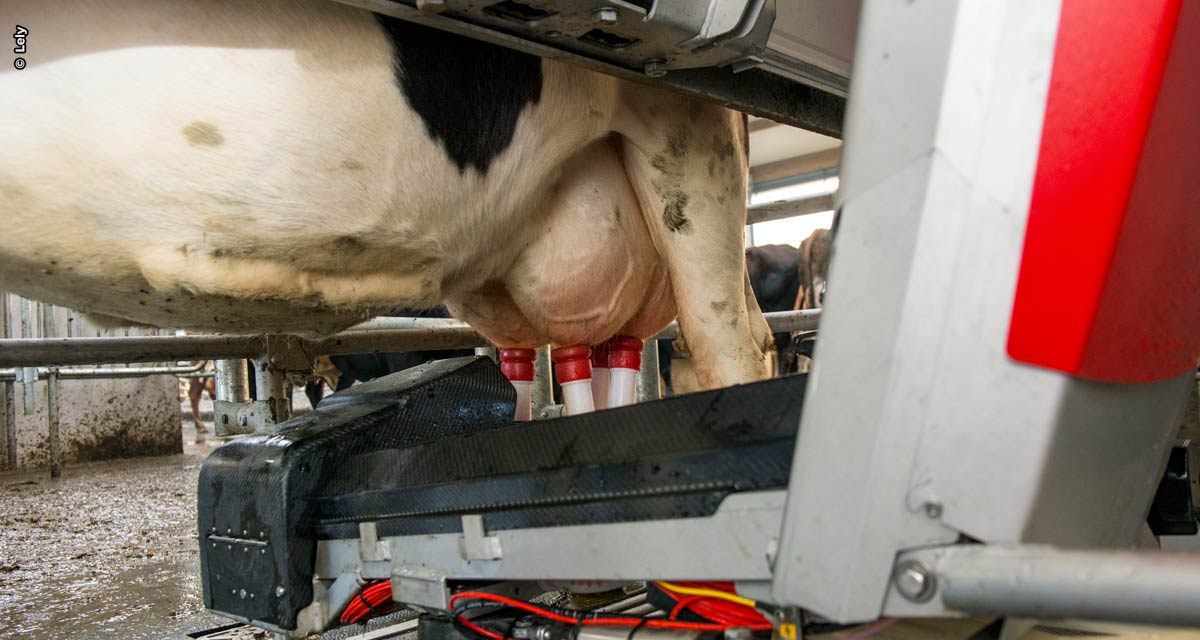 Robô de ordenha ajuda produtor rural a monitorar saúde das vacas e a garantir qualidade do leite