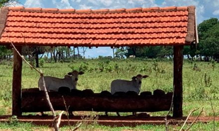 Sistema creep-feeding supre falta de nutrientes nos bezerros durante aleitamento