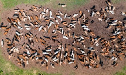 DSM celebra o Dia Nacional da Pecuária