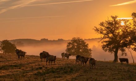 Boehringer Ingelheim promove dias de campo para combate à Diarreia Viral Bovina (BVD) em diferentes regiões do Brasil