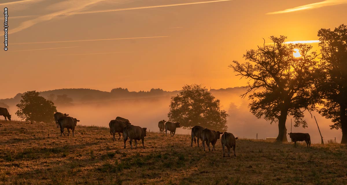 Boehringer Ingelheim promove dias de campo para combate à Diarreia Viral Bovina (BVD) em diferentes regiões do Brasil