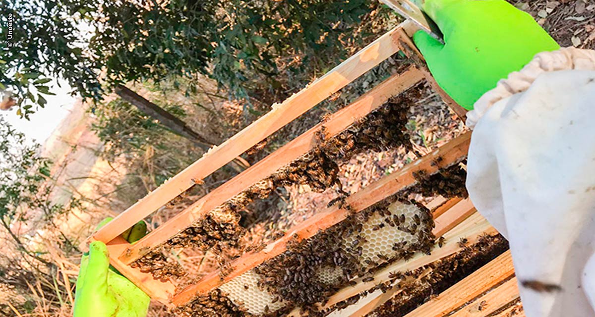 Projeto inédito na região oeste do Estado de São Paulo visa a produção de abelhas rainhas