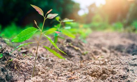 Tecnologia é desenvolvida para recomendação de plantio de eucalipto e aumento de produtividade