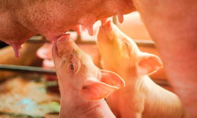 MSD Saúde Animal lança vacina trivalente PORCILIS® EPL para imunização de suínos contra problemas reprodutivos