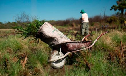 Importância e preservação do Cerrado brasileiro é tema da campanha “No Vaccine For Climate Change”