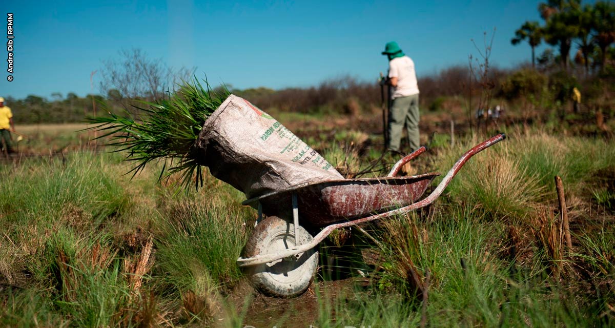 Importância e preservação do Cerrado brasileiro é tema da campanha “No Vaccine For Climate Change”