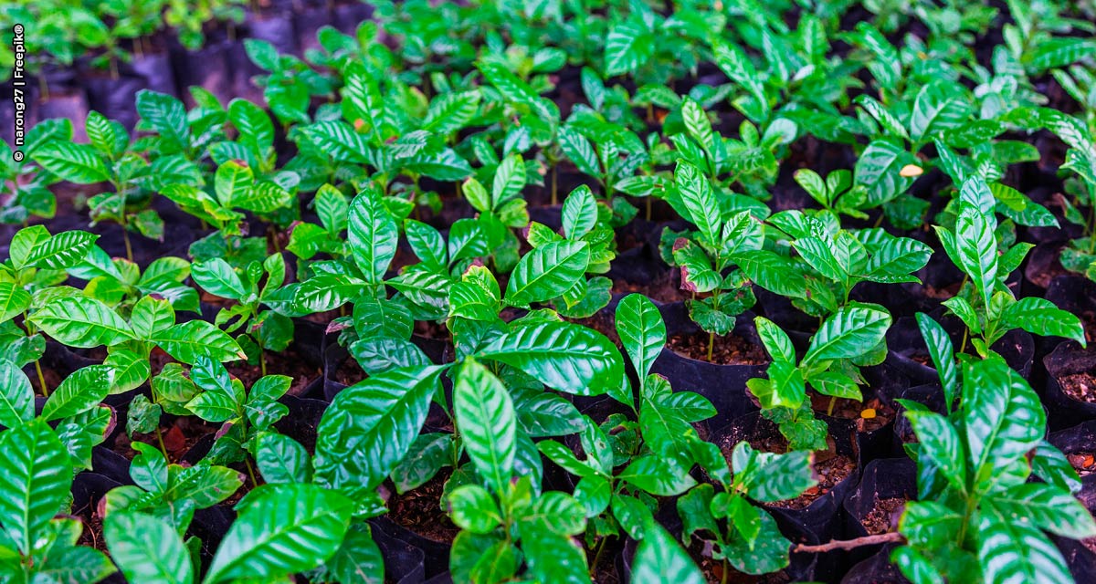 Secretaria de Agricultura de SP atende pedido de cafeicultores e estabelece nova resolução para produção de mudas de café