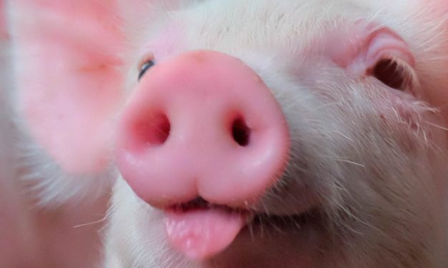 Topigs Norsvin investe 1 milhão de euros em central de avaliação de reprodutores suínos no Brasil