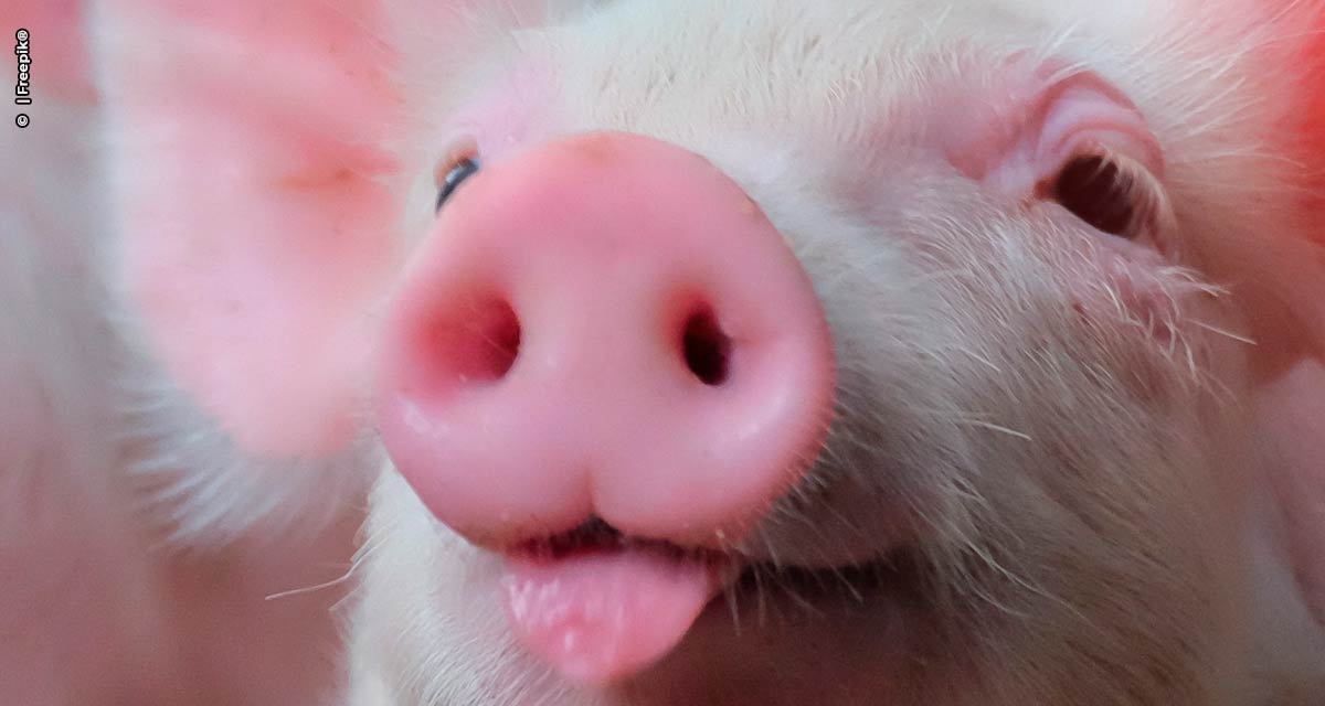 Topigs Norsvin investe 1 milhão de euros em central de avaliação de reprodutores suínos no Brasil