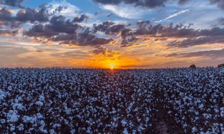 FMC lança “Colhendo Histórias”, documentário que conta a expansão do algodão no Brasil