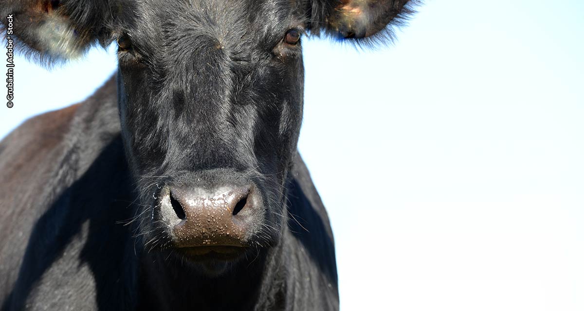 Alta e Minerva Foods lançam programa de fomento da raça Angus