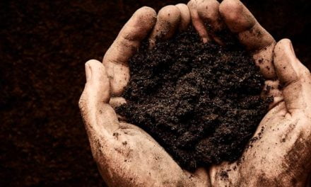 Boas práticas no manejo do solo ampliam potencial produtivo e sequestro de carbono nas lavouras