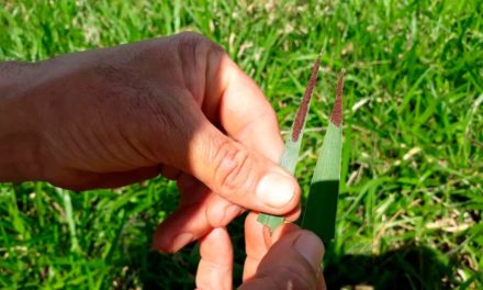 Perda da rentabilidade causada por carrapatos é desafio para a bovinocultura