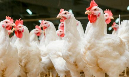 7 mitos e verdades sobre a micotoxina Zearalenona (ZEN) na produção de aves
