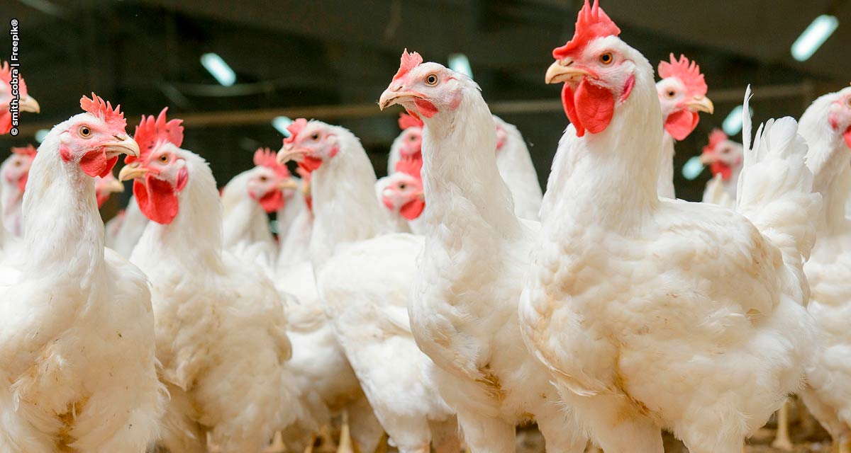 7 mitos e verdades sobre a micotoxina Zearalenona (ZEN) na produção de aves