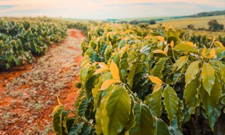 Governança socioambiental e a cafeicultura de baixo carbono