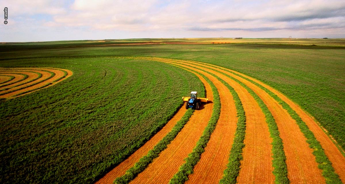 Em meio à crise, agronegócio produz mais e ajuda a gerar emprego no país