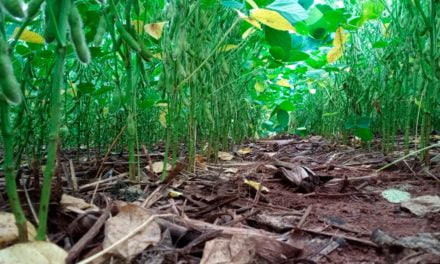 Agro Amazônia se une à GDM e lança nova marca de sementes de soja