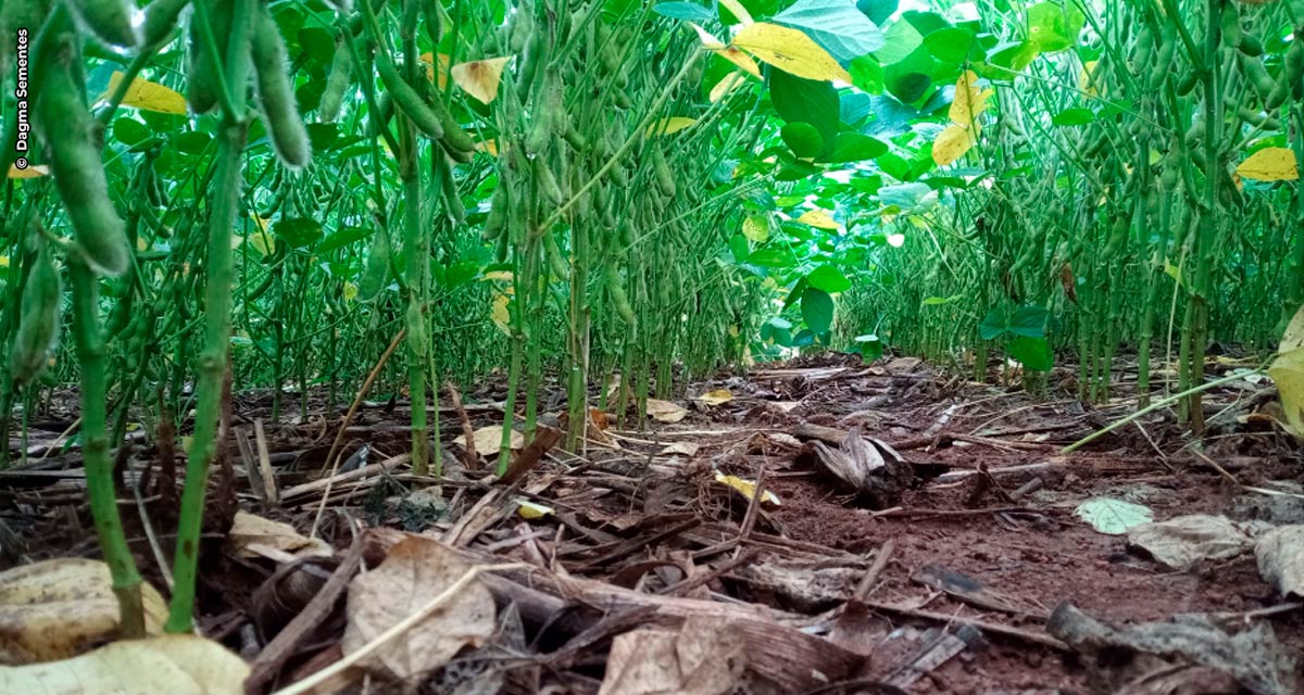 Agro Amazônia se une à GDM e lança nova marca de sementes de soja