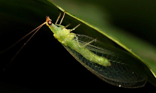 Grupo Vittia recebe primeiro registro do País de macrobiológico que combate sete pragas do campo