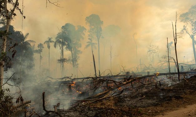 Invasão de terras públicas foi a principal causa do desmatamento na Amazônia