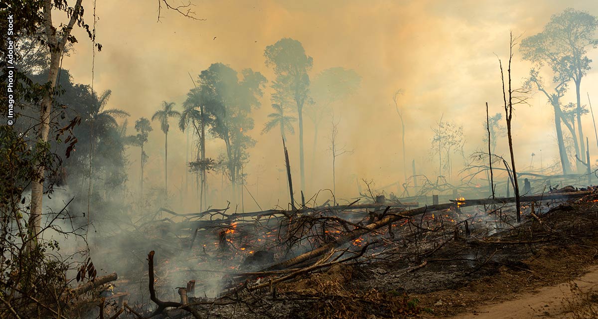 Invasão de terras públicas foi a principal causa do desmatamento na Amazônia