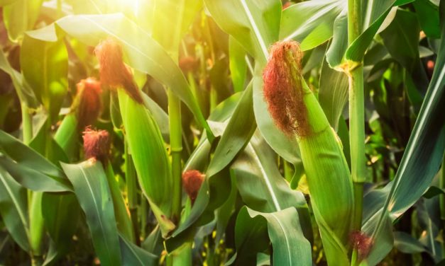 Para atender a alta expectativa da safra de milho, produtores buscam novas soluções tecnológicas