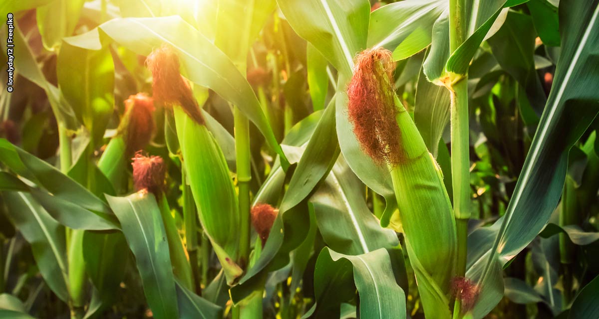 Para atender a alta expectativa da safra de milho, produtores buscam novas soluções tecnológicas