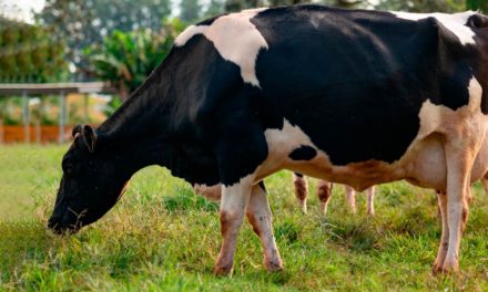 Fornecimento de forragem de qualidade para vacas leiteiras é estratégia lucrativa para a atividade