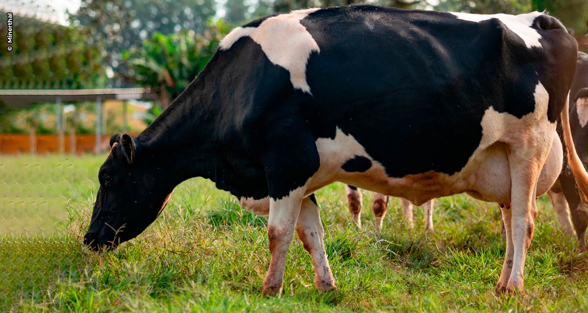 Fornecimento de forragem de qualidade para vacas leiteiras é estratégia lucrativa para a atividade