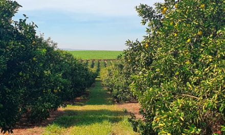 Chega à agricultura brasileira inseticida com baixo impacto às populações de abelhas