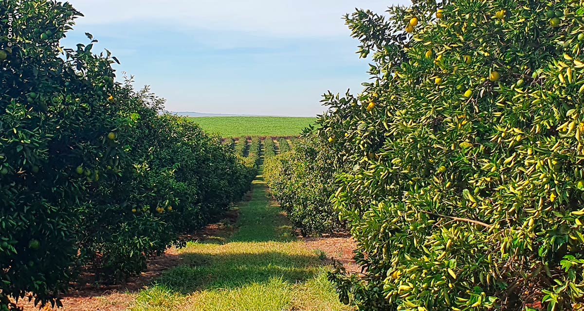 Chega à agricultura brasileira inseticida com baixo impacto às populações de abelhas