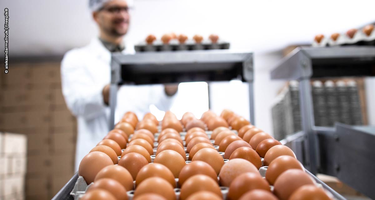 Automação e biossegurança são pilares para o crescimento do mercado de ovos no Brasil