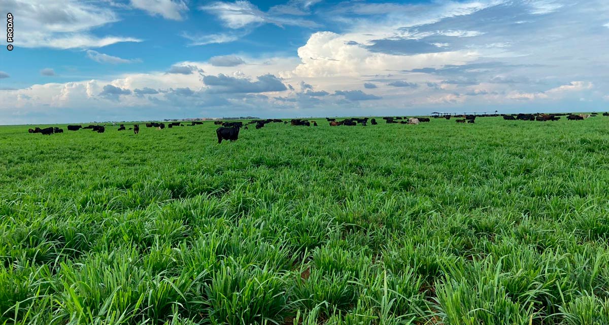 Acordo do Metano: equilíbrio, nutrição e produtividade são um caminho para a pecuária brasileira atender exigências