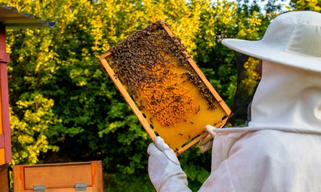 Manejo apícola no entorno de áreas agrícolas