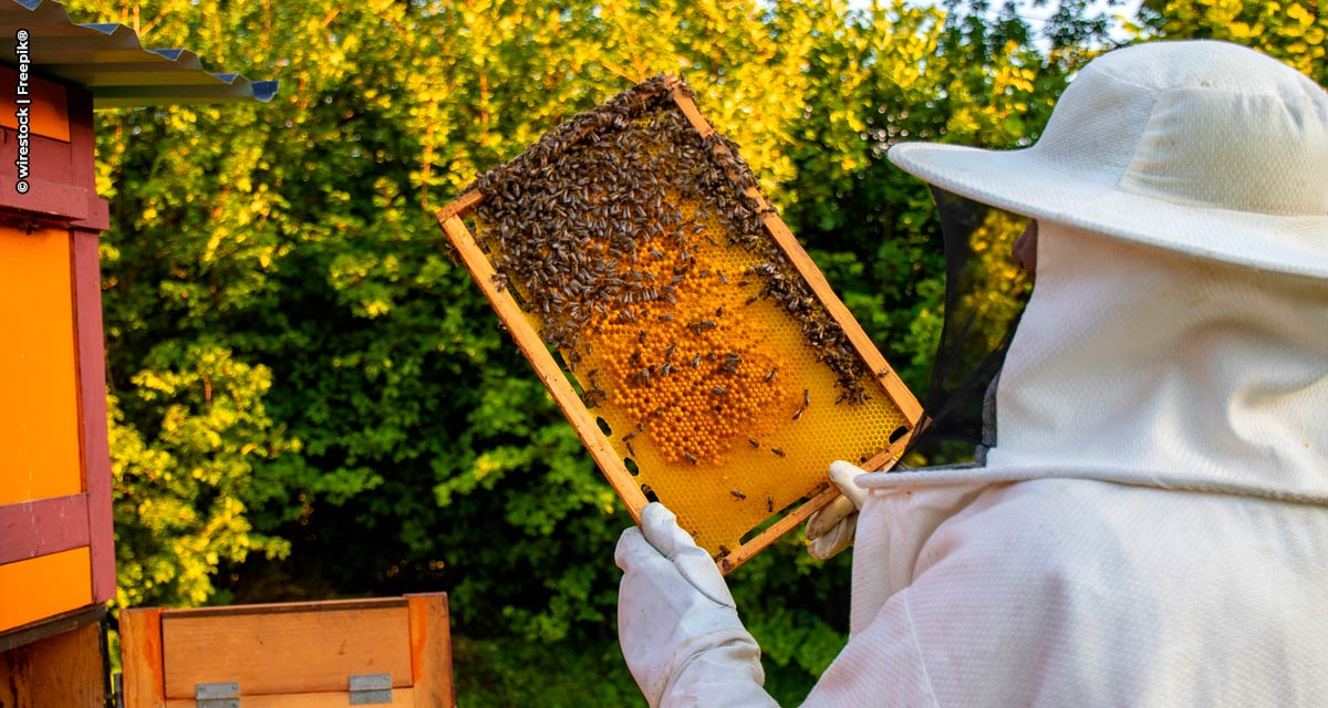 Manejo apícola no entorno de áreas agrícolas