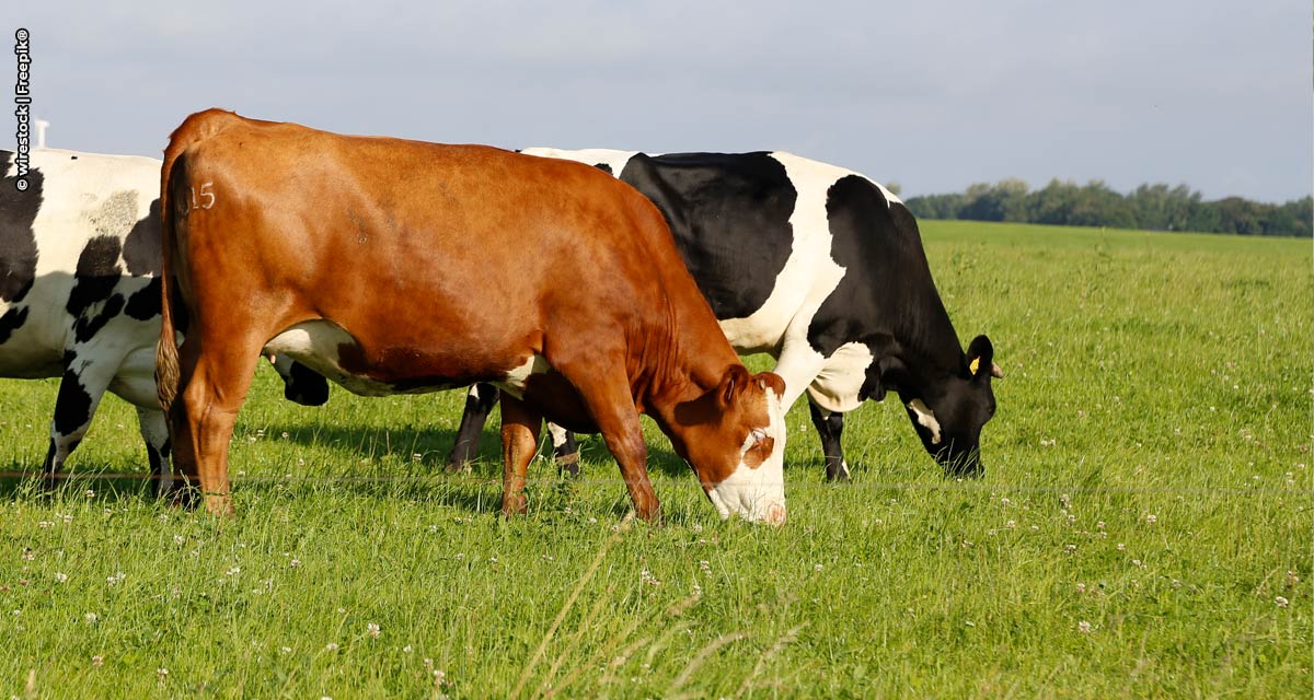 SLC Agrícola investe em Integração Lavoura-Pecuária para aumentar a produtividade e reduzir a pegada de carbono