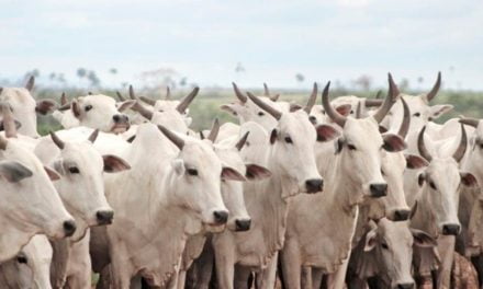 Sucesso do ciclo reprodutivo das vacas de corte depende do escore ao parto e estação de monta