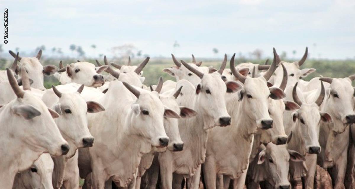 Sucesso do ciclo reprodutivo das vacas de corte depende do escore ao parto e estação de monta