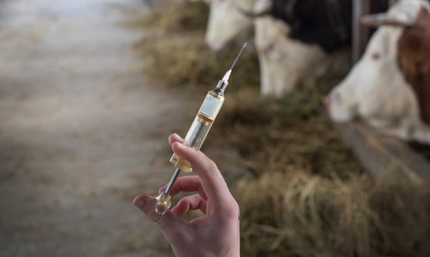 30 de novembro é o prazo final para vacinar fêmeas bovídeas, de 3 a 8 meses, contra a brucelose