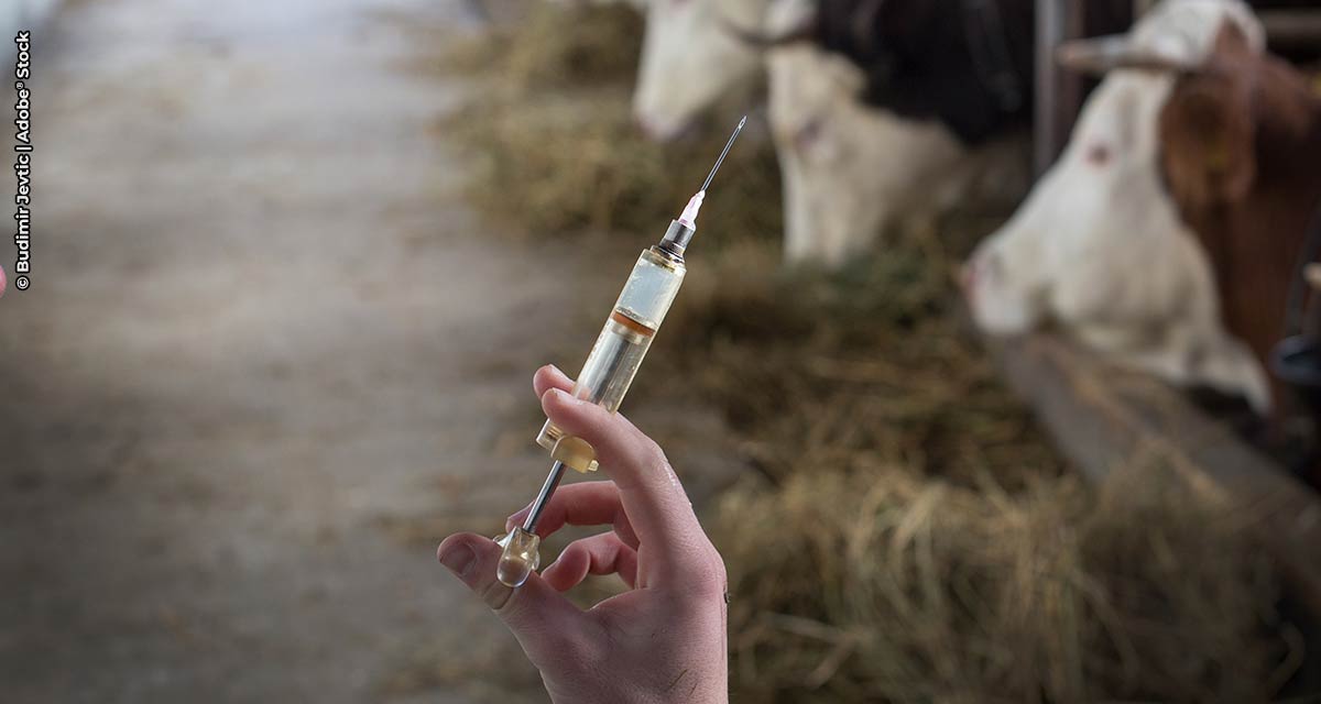 30 de novembro é o prazo final para vacinar fêmeas bovídeas, de 3 a 8 meses, contra a brucelose