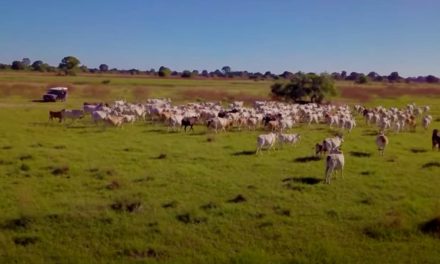 Aplicação de corretivo de solo em  pastagem aumenta 73% a fertilidade do local